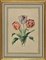 Edouard Maubert, tulipanes, aguafuerte, siglo XIX, Imagen 1