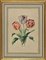 Edouard Maubert, Tulips, Etching, 19th Century 1