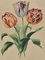 Edouard Maubert, tulipanes, aguafuerte, siglo XIX, Imagen 2