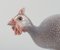 Porcelain Figurine of a Guinea Fowl from Bing & Grondahl 4