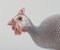 Porcelain Figurine of a Guinea Fowl from Bing & Grondahl, Image 4