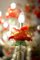Murano Glas Kronleuchter im Rezzonico-Stil, 19. Jh. mit roten Rosen 11
