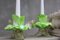 Italian Murano Green Glass and Gold Flake in Flower Shape Candleholders, 1960s, Set of 2 3