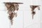 French Giltwood & Gesso Wall Brackets, 1900s, Set of 2, Image 2
