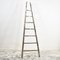 Large Antique French Fruit Picking Ladder -F, 1950s 1