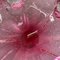 Große Rosa Muschelschale aus Muranoglas, Italien, 1970er 11