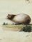 Leopold Billek, cobaye (Meerschweinchen), 1820, peinture à la gouache originale 1
