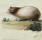 Leopold Billek, cobaye (Meerschweinchen), 1820, peinture à la gouache originale 2