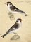 Leopold Billek, Der Stieglitz, Goldfinch Birds, 1820, Original Gouache Painting 1