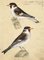 Leopold Billek, Der Stieglitz, Goldfinch Birds, 1820, Original Gouache Painting, Image 1
