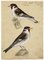 Leopold Billek, Der Stieglitz, Goldfinch Birds, 1820, Original Gouache Painting 2