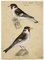 Leopold Billek, Der Stieglitz, Goldfinch Birds, 1820, Original Gouache Painting, Image 2