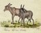 Leopold Billek, A Small Kind of Donkey, 1820, Original Gouache Painting 2