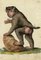 Leopold Billek, Baboon Monkey, Original Gouache Painting, 1820 1