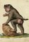 Leopold Billek, singe babouin, peinture à la gouache originale, 1820 1