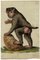 Leopold Billek, Babbuino scimmia, Pittura a guazzo originale, 1820, Immagine 2