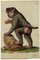 Leopold Billek, Baboon Monkey, Original Gouache Painting, 1820 2