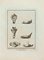 Nicola Vanni, Antica natura morta 6, Acquaforte, XVIII secolo, Immagine 1