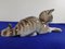 Porcelain 177-9 Cat Figure from Nymphenburg, Germany, 1908 11