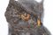 Civetta e topo di Peter Ispsen, fine XIX secolo, Immagine 6