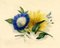 James Holland OWS, Morning Glory & Marguerite Daisy Flower, 1825, Watercolour 1