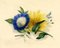 James Holland OWS, Morning Glory & Marguerite Daisy Flower, 1825, Watercolour, Image 1