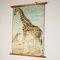 Canvas Print of Giraffe After Antonio Vallardi 2