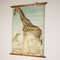 Canvas Print of Giraffe After Antonio Vallardi, Image 2