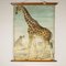 Canvas Print of Giraffe After Antonio Vallardi 3