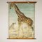 Canvas Print of Giraffe After Antonio Vallardi, Image 3