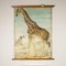 Canvas Print of Giraffe After Antonio Vallardi 1