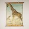 Tableau sur toile Girafe d'après Antonio Vallardi 1