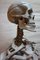 Modelo de esqueleto anatómico médico didáctico vintage, Alemania, 1959, Imagen 6