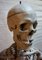Vintage Didactic Medical Anatomic Skeleton Model, Germany, 1959 7