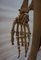 Modelo de esqueleto anatómico médico didáctico vintage, Alemania, 1959, Imagen 12