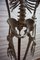 Vintage Didactic Medical Anatomic Skeleton Model, Germany, 1959 4
