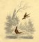 William Gunton, Deux Oiseaux Faisans, Début 19e Siècle, Peinture à l'Aquarelle 1