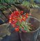 Kamsar Ohanyan, Field Poppies, 2022, Oil on Canvas 2