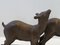 French Art Deco Lambs in Bronze & Marble by Ugo Cipriani, 1930s 9