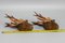 Carved Roe Deer Heads Wall Mounts, Germany, 1930s, Set of 2, Image 17