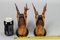 Carved Roe Deer Heads Wall Mounts, Germany, 1930s, Set of 2, Image 18