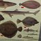 Vintage Mural Eatable Sea Fish Poster, 1960s 7