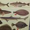 Vintage Mural Eatable Sea Fish Poster, 1960s 5