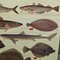 Vintage Mural Eatable Sea Fish Poster, 1960s, Image 5