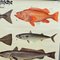 Vintage Mural Eatable Sea Fish Poster, 1960s 3