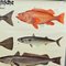 Vintage Mural Eatable Sea Fish Poster, 1960s, Image 3