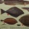 Vintage Mural Eatable Sea Fish Poster, 1960s 6