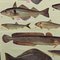Vintage Mural Eatable Sea Fish Poster, 1960s 4