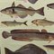 Vintage Mural Eatable Sea Fish Poster, 1960s, Image 4