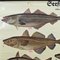 Vintage Mural Eatable Sea Fish Poster, 1960s 2